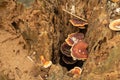 Mushrooms and mold grow on wet timber