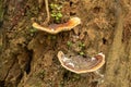 Mushrooms and mold grow on wet timber