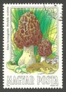 Mushrooms, Morchelia esculenta Royalty Free Stock Photo