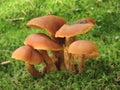 Mushrooms in moss