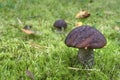 Mushrooms on moss