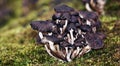 Mushrooms on the Moss Royalty Free Stock Photo