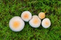 Mushrooms in moss