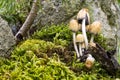 Mushrooms on moss in forest