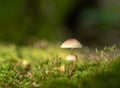 Mushrooms among the Moss on the Forest Floor Royalty Free Stock Photo