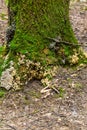 Mushrooms and moss grow on a tree in the forest. Back to nature; Vertical format