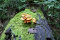 Mushrooms and moss on a log