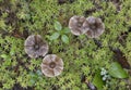 Mushrooms and moss, Rain Forest Trail, Pacific Rim National Park Royalty Free Stock Photo