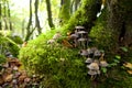 Mushrooms on moss