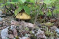 Mushroom mossiness in the summer in the moss under the tree. Royalty Free Stock Photo