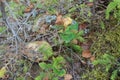 Mushroom mossiness in the summer in the moss under the tree. Royalty Free Stock Photo