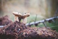 Mushrooms on the mossy ground Selective Focus Royalty Free Stock Photo