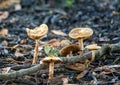 Mushrooms in Mulch