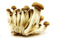 Mushrooms Royalty Free Stock Photo