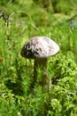 Mushrooms mushroom moss forest vegetation Royalty Free Stock Photo