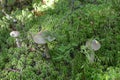 Mushrooms mushroom products food forest Royalty Free Stock Photo