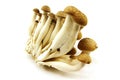 Mushrooms Royalty Free Stock Photo