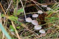 Mushrooms Mycena alcalina on the old stump in the autumn