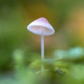 Mushrooms Mycena epipterygia. Royalty Free Stock Photo