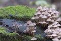 Mushrooms Mycena inclinata on a stump