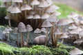 Mushrooms Mycena inclinata on a stump