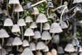 Mushrooms-a mysterious and still unexplored species of living organisms