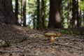 Mushrooms in natural environment