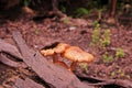 Mushrooms in nature