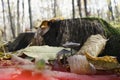 Mushrooms near tree trunk,