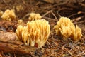 Mushrooms in needles