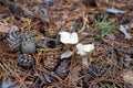 Mushrooms, needles, cones Royalty Free Stock Photo