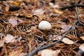 Mushrooms, needles, cones Royalty Free Stock Photo