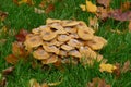 Mushrooms Royalty Free Stock Photo