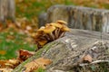 Mushrooms Royalty Free Stock Photo