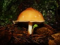 Mushrooms in the northern forest in late autumn. The Latin name is Collybia distorta, Rhodocollybia prolixa. Royalty Free Stock Photo