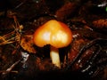 Mushrooms in the northern forest in late autumn. The Latin name is Collybia distorta, Rhodocollybia prolixa.