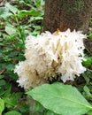 Mushrooms are often called snow mushrooms because they are white like snow Royalty Free Stock Photo