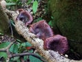 Mushrooms on old logs, Microporus xanthopus, Yellow-footed Polypore,