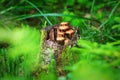 Mushrooms on a old stub Royalty Free Stock Photo