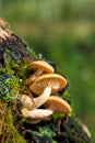 Mushrooms on an old tree trunk