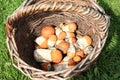 Mushrooms - Orange Birch Bolete