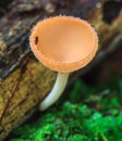 Mushrooms orange boletus in forest moss