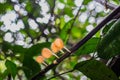 Mushrooms Orange Cup Fungi in the forest. Royalty Free Stock Photo