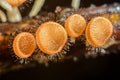 Mushrooms Orange Cup Fungi in the forest Mushroom Orange Cup Fun Royalty Free Stock Photo