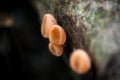 Mushrooms orange fungi cup Cookeina sulcipes Berk. Kuntze. o Royalty Free Stock Photo