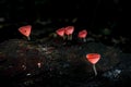 Mushrooms orange fungi cup Cookeina sulcipes on decay wood,