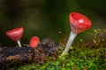 Mushrooms orange fungi cup. Royalty Free Stock Photo