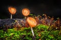 Mushrooms orange fungi cup. Royalty Free Stock Photo