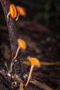 Mushrooms orange fungi cup. Royalty Free Stock Photo