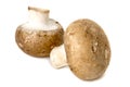 Mushrooms over white Royalty Free Stock Photo